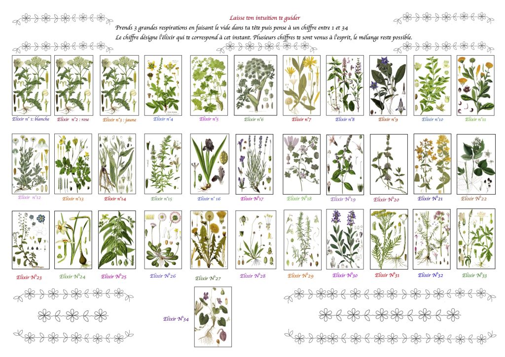 Carte des Elixirs floraux du Troquet d'Alcesarius Le Petit Monde 2026. Carte crée à partir des planches botaniques
